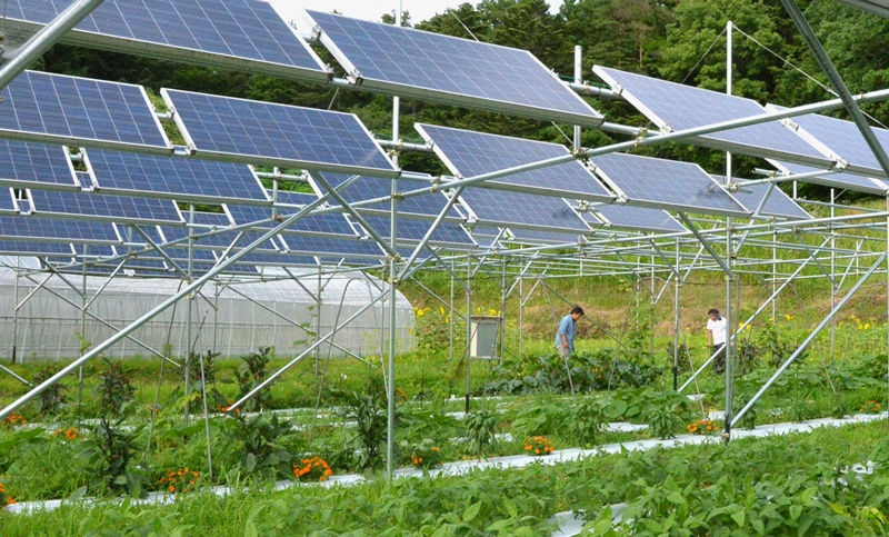 Điện mặt trời kết hợp nông nghiệp